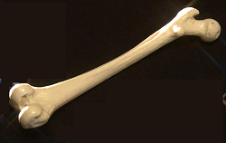 bone1.png